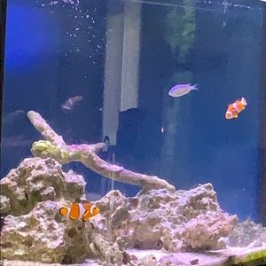 Meet your Posher, Tomas